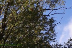 DSC00049