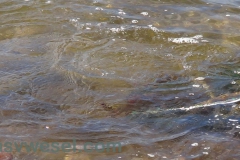 DSC00205