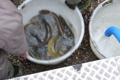 Fischbesatz Auesee 04.01.2019