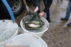 Fischbesatz Auesee 06.02.2021