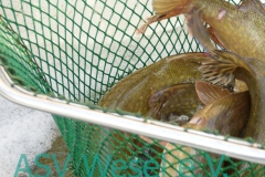 427823412_836474485156866_5728244694700092348_n