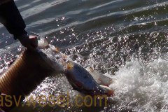 DSC00291