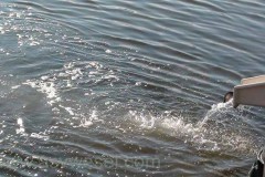 DSC00081